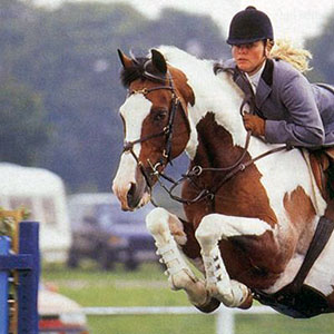 Country Top Gun Progeny